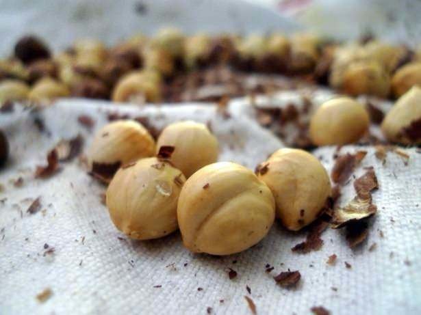 Ölümsüzlük iksiri dev mantar 69