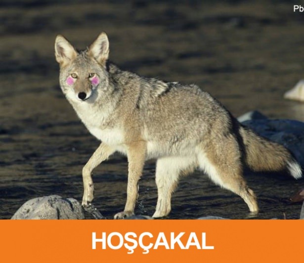 Saç baş yolduran kelime esprileri 27