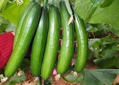 Asla buzdolabına koymayın 15