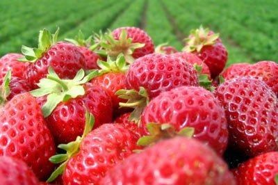 Asla buzdolabına koymayın 20