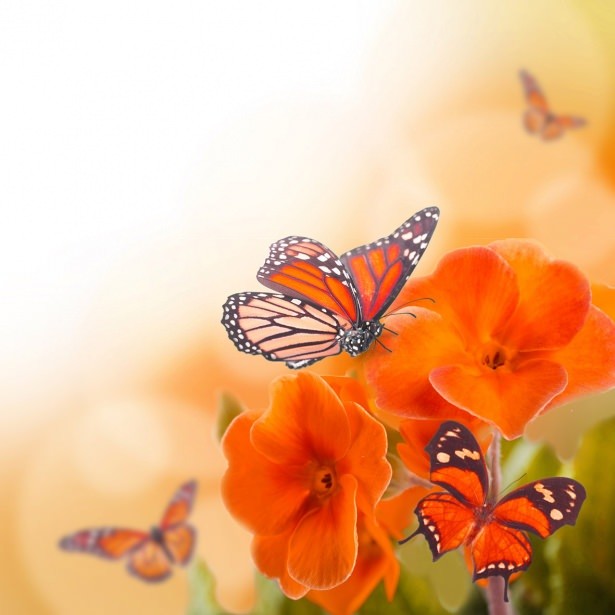 Kelebeklerin 5 bin kilometrelik göç hikayesi 11