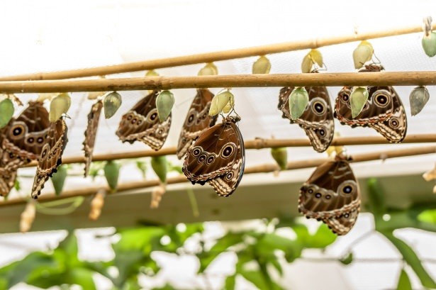 Kelebeklerin 5 bin kilometrelik göç hikayesi 7