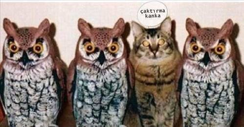 Gülmeye ihtiyacı olanlar buraya 43