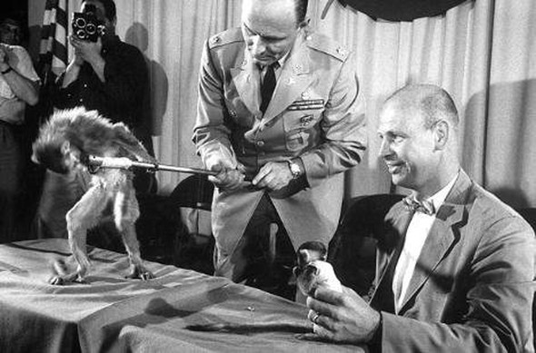 Deney amaçlı uzaya yollanan hayvanlar 12