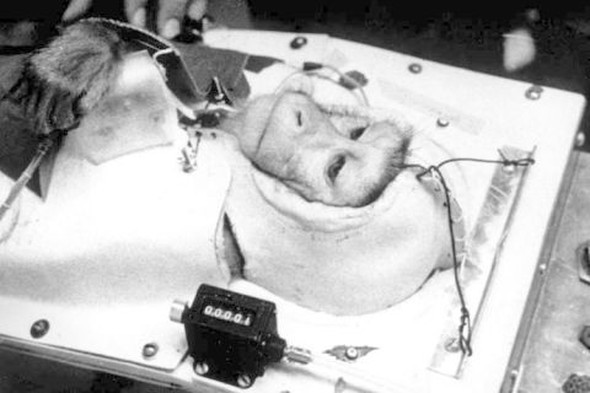 Deney amaçlı uzaya yollanan hayvanlar 13