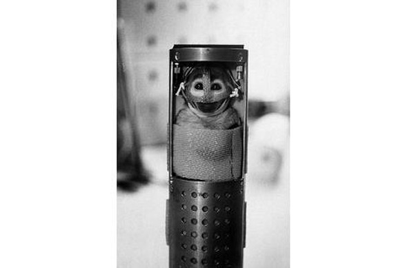 Deney amaçlı uzaya yollanan hayvanlar 7