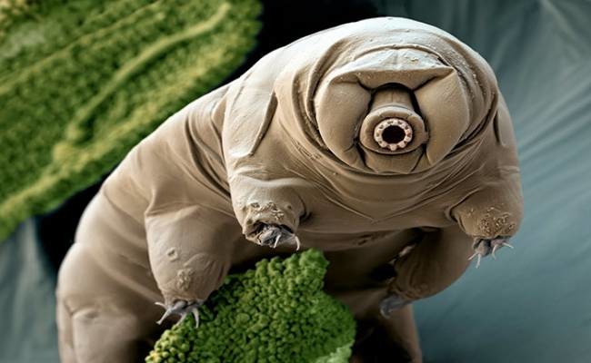 Japonlar yine yaptı yapacağını 18