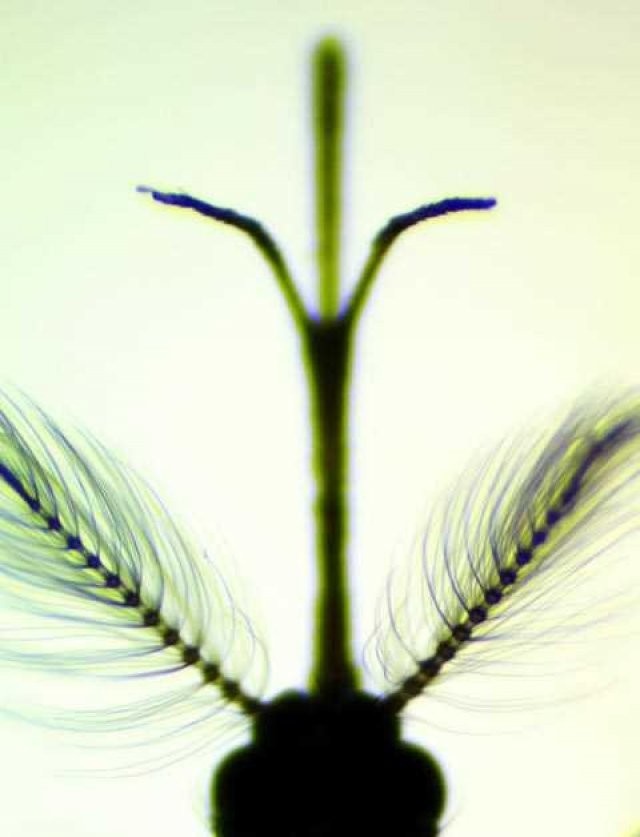 Sivri sinek fabrikası 10