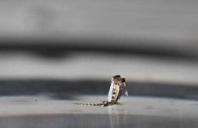 Sivri sinek fabrikası 11