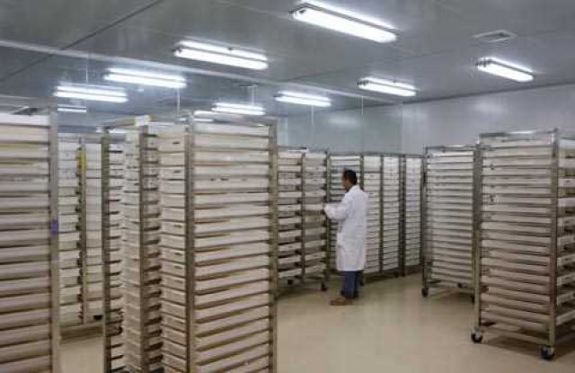 Sivri sinek fabrikası 12