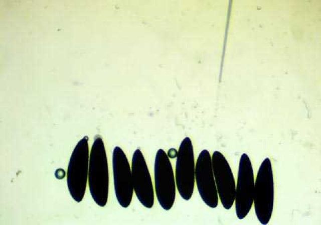 Sivri sinek fabrikası 13