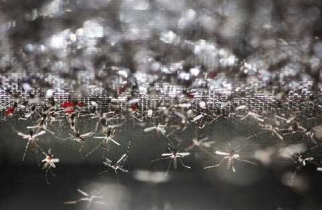 Sivri sinek fabrikası 14