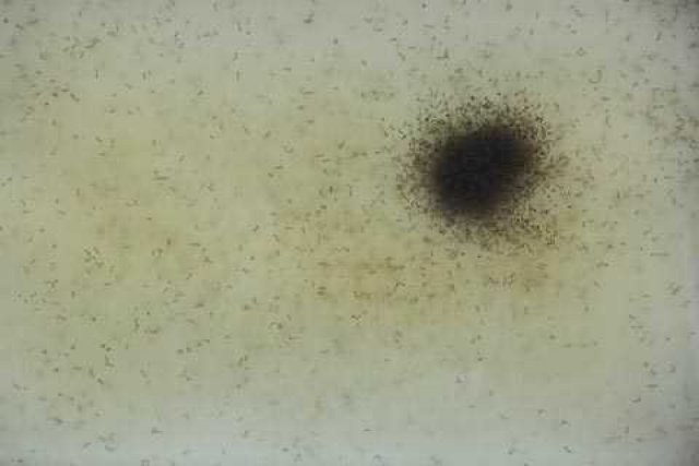 Sivri sinek fabrikası 15