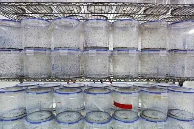 Sivri sinek fabrikası 16