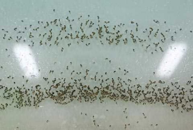 Sivri sinek fabrikası 2