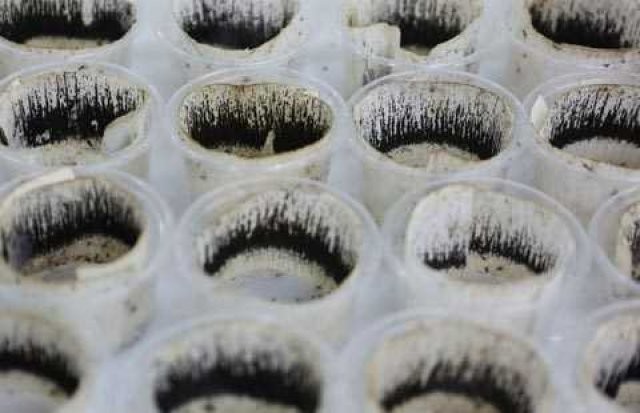 Sivri sinek fabrikası 3