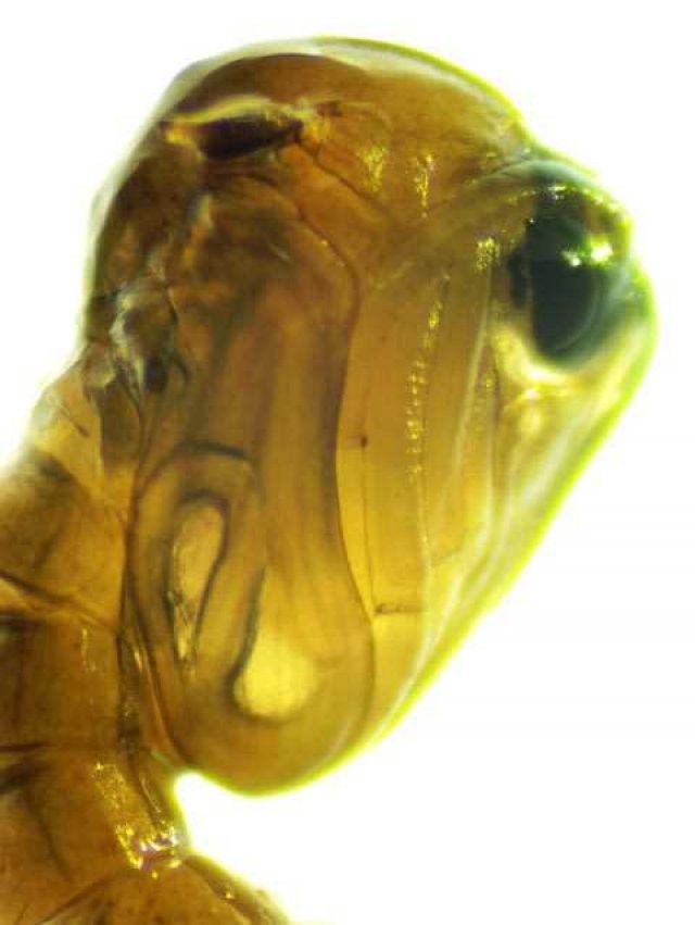 Sivri sinek fabrikası 4