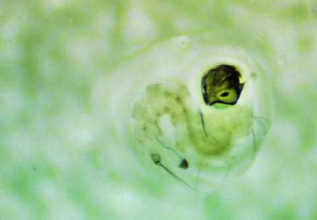 Sivri sinek fabrikası 5