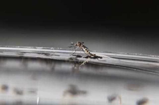 Sivri sinek fabrikası 6