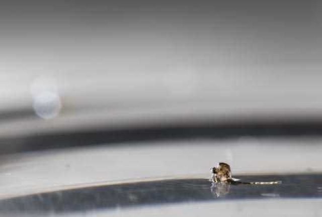 Sivri sinek fabrikası 7