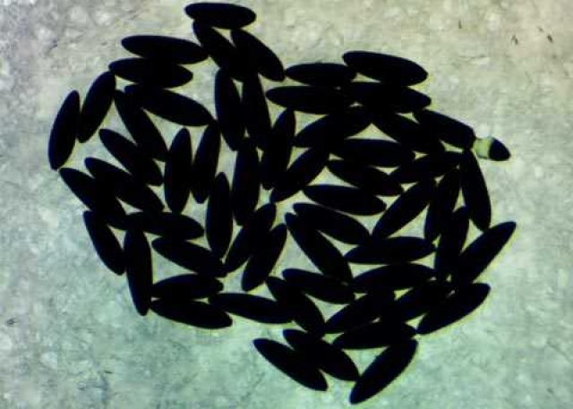 Sivri sinek fabrikası 9