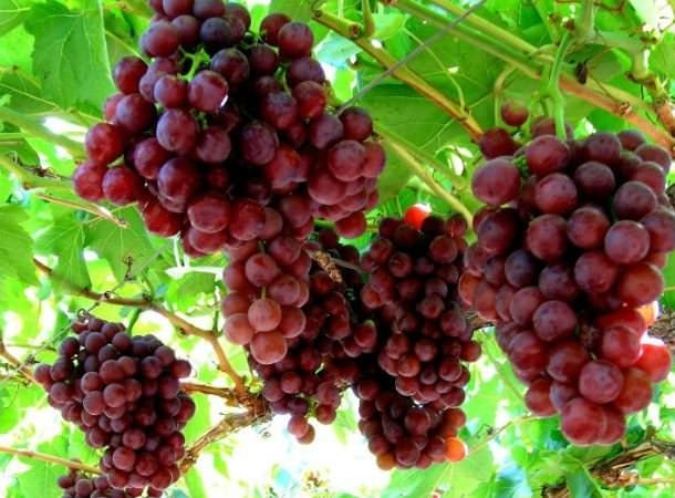 Türkiyede yetişen en şifalı 10 bitki 10