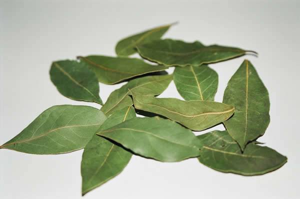 Türkiyede yetişen en şifalı 10 bitki 16