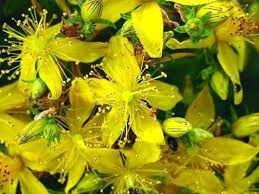 Türkiyede yetişen en şifalı 10 bitki 19