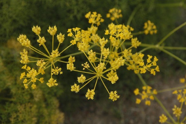 Türkiyede yetişen en şifalı 10 bitki 20