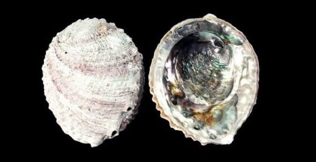 Takılabilen en değerli inci: Fiyatı dudak uçuklatıyor 13