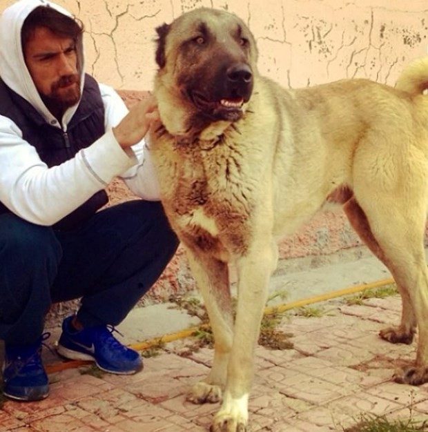 Ünlüler ve hayvanları 22