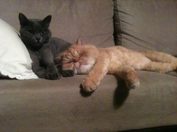 Ünlüler ve hayvanları 33