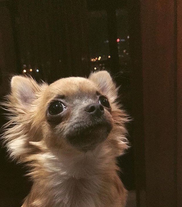 Ünlüler ve hayvanları 7