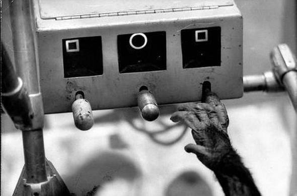 Uzaya yollanan hayvanlar 18