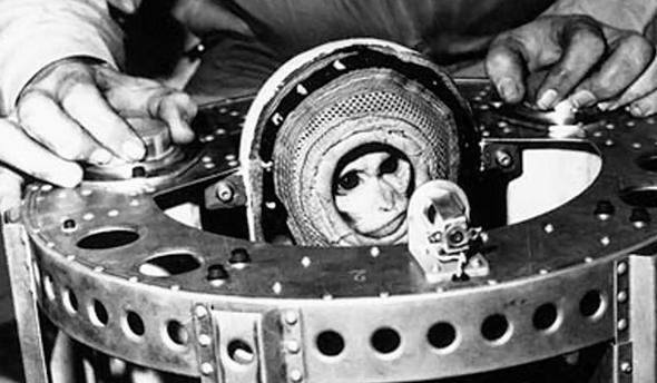 Uzaya yollanan hayvanlar 19