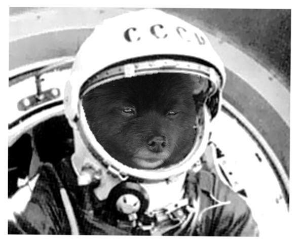 Uzaya yollanan hayvanlar 5