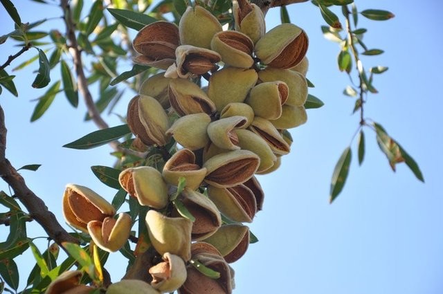 Bademin faydaları saymakla bitmiyor 11