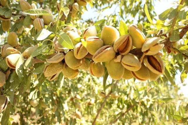 Bademin faydaları saymakla bitmiyor 14