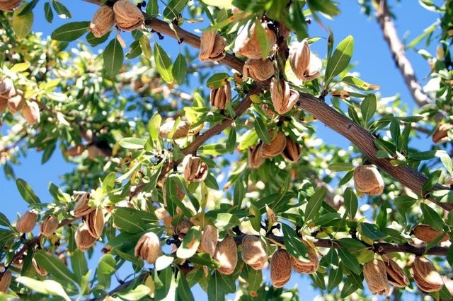 Bademin faydaları saymakla bitmiyor 4