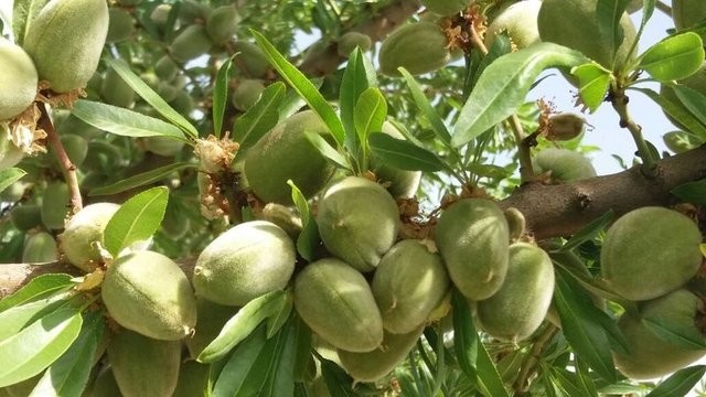 Bademin faydaları saymakla bitmiyor 7