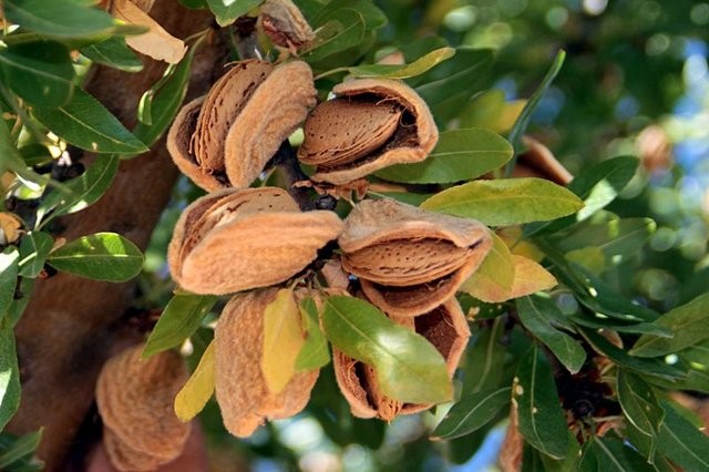 Bademin faydaları saymakla bitmiyor 9