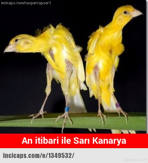 Fenerbahçe-Kayserispor maçı Caps'leri 14