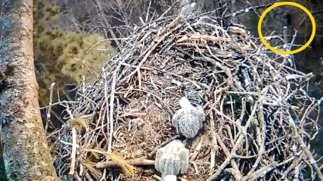 Kocaayak efsanesi gerçek mi? 11