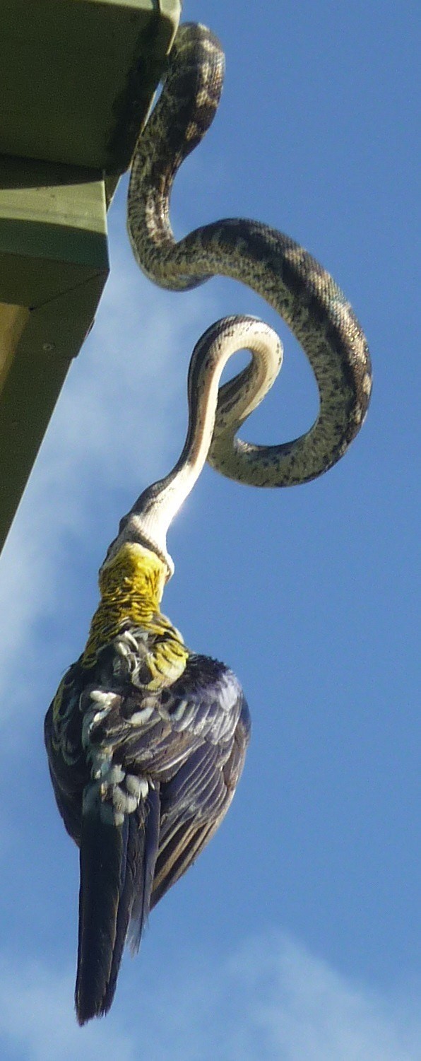 Timsahı denedi olmadı... 12