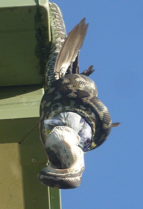 Timsahı denedi olmadı... 15