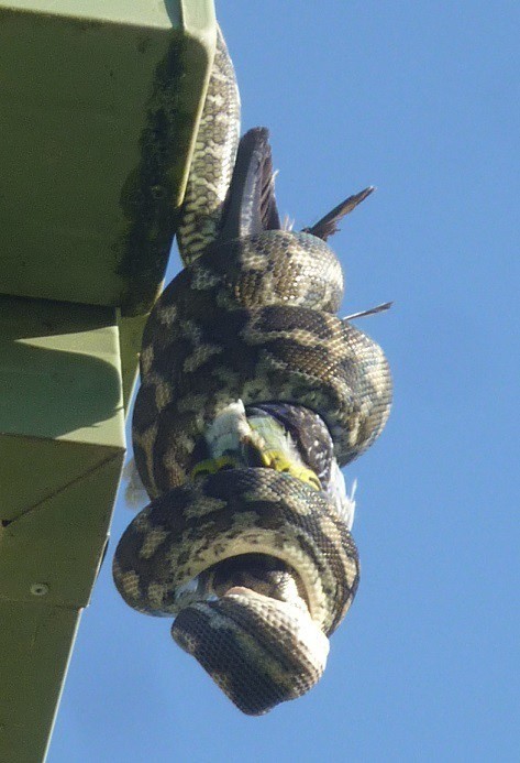 Timsahı denedi olmadı... 16