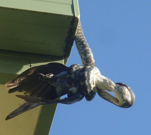 Timsahı denedi olmadı... 17