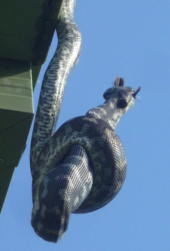 Timsahı denedi olmadı... 20