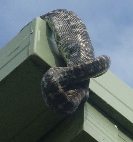 Timsahı denedi olmadı... 22