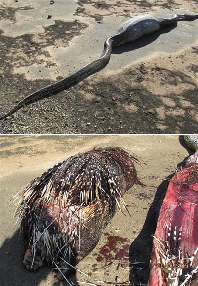 Timsahı denedi olmadı... 3